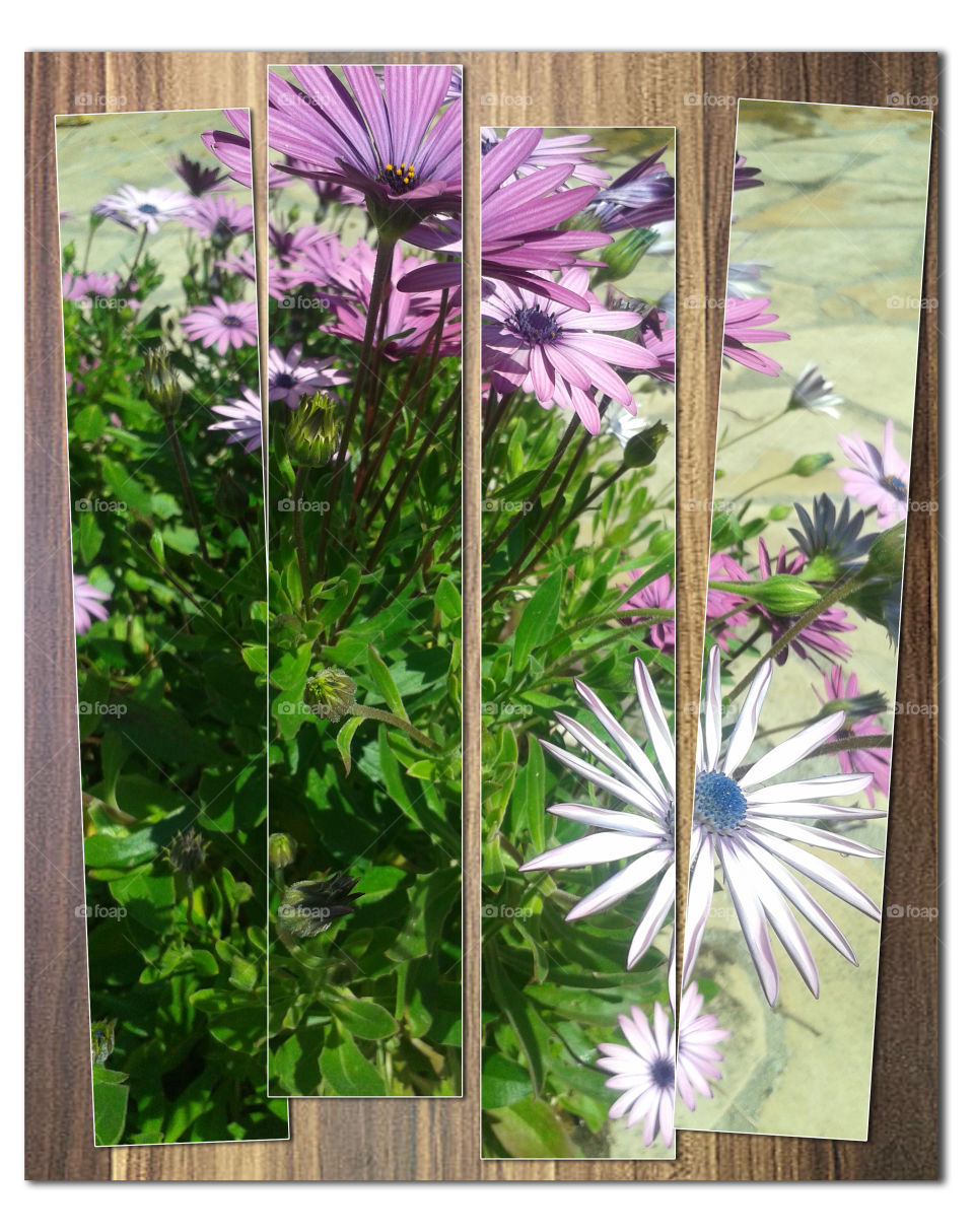 Flower plant picture frame