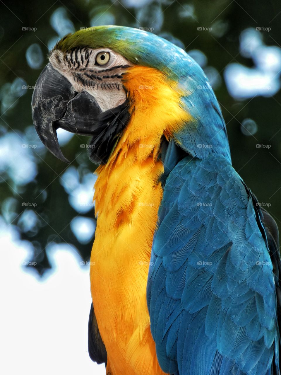 macaw