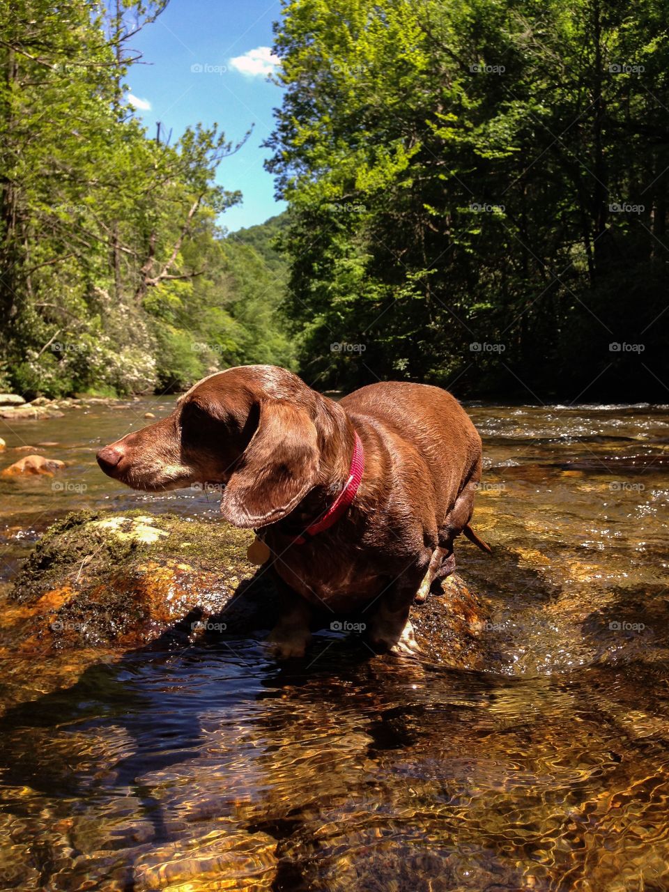 River Weiner
