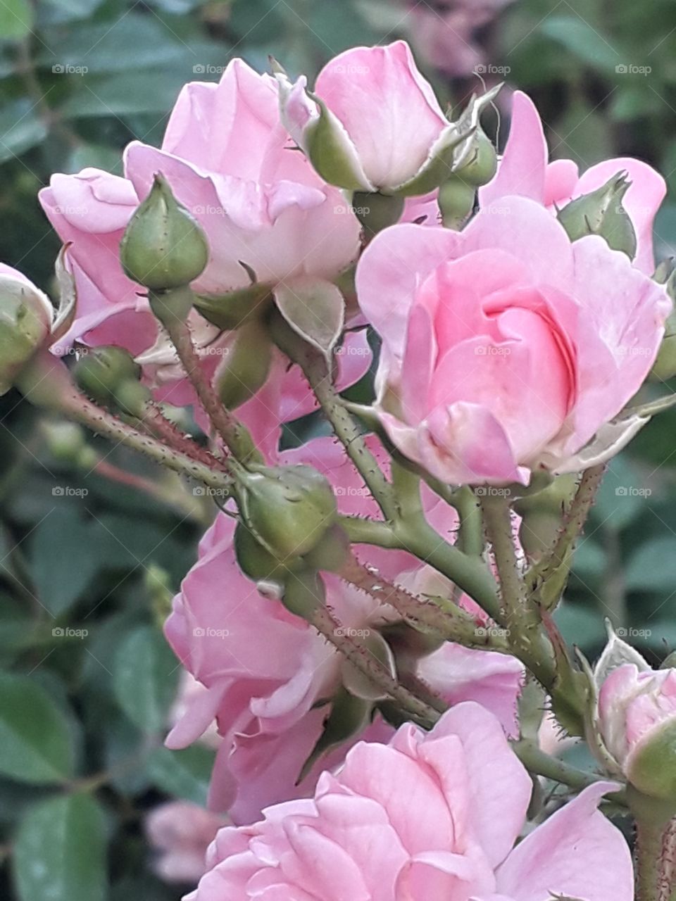 pink roses
