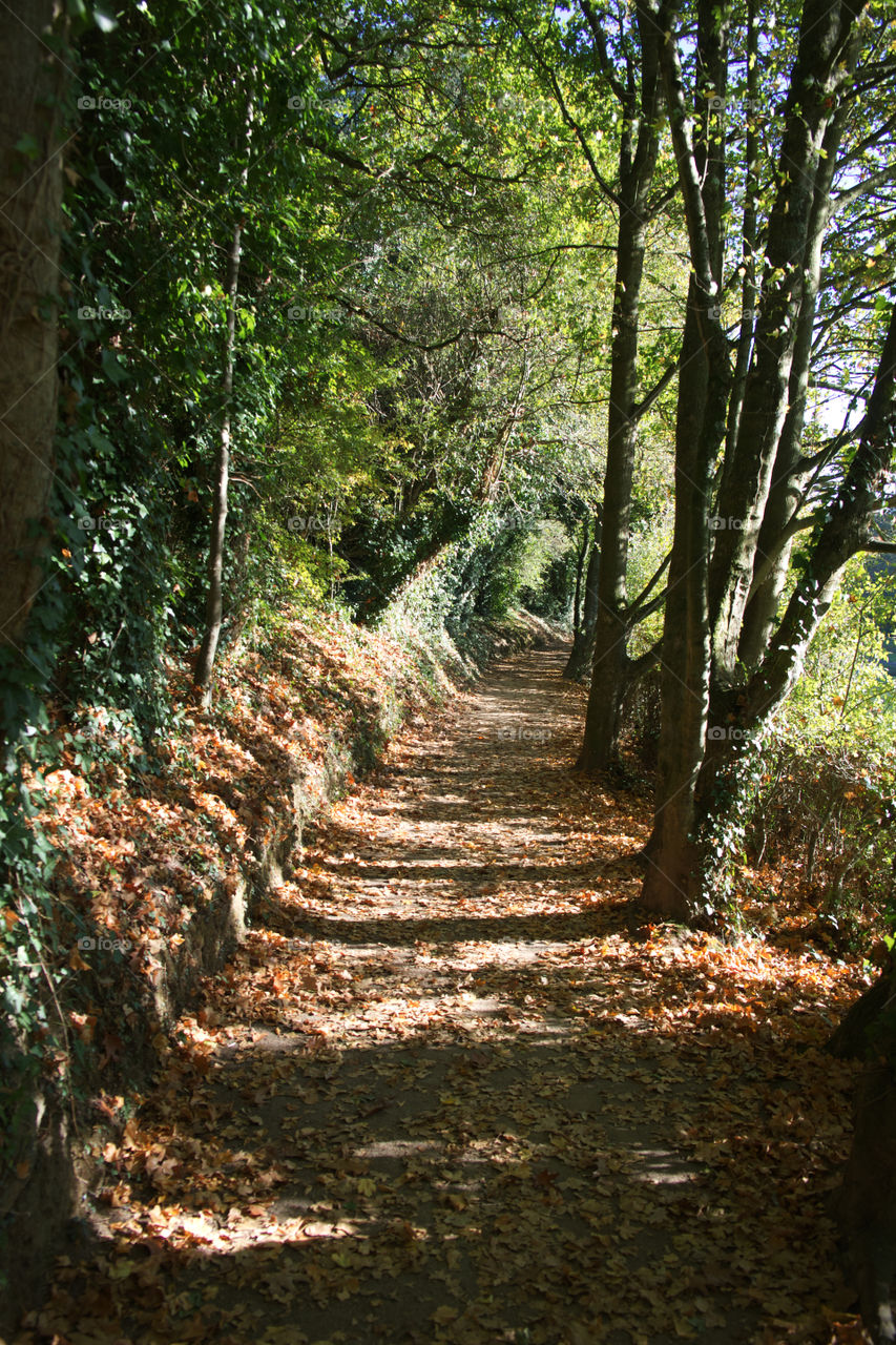 Jersey Autumn, Queens Valley, Jersey Walks