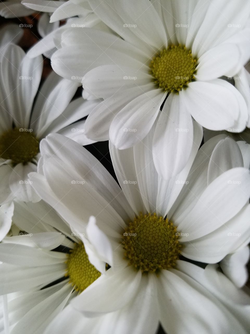 macro view of white flower