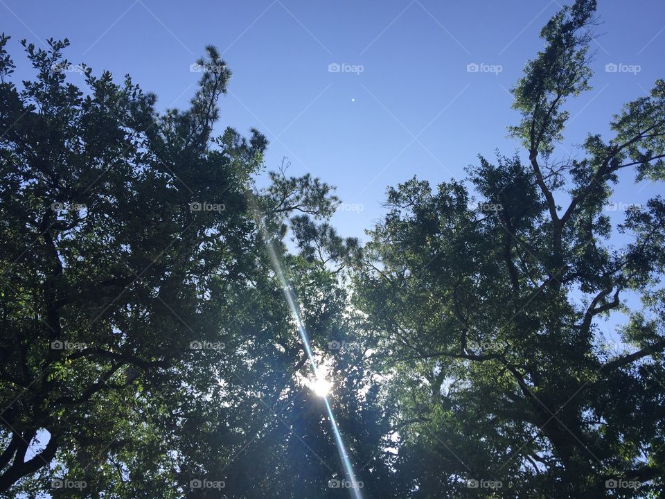 Light through the Trees