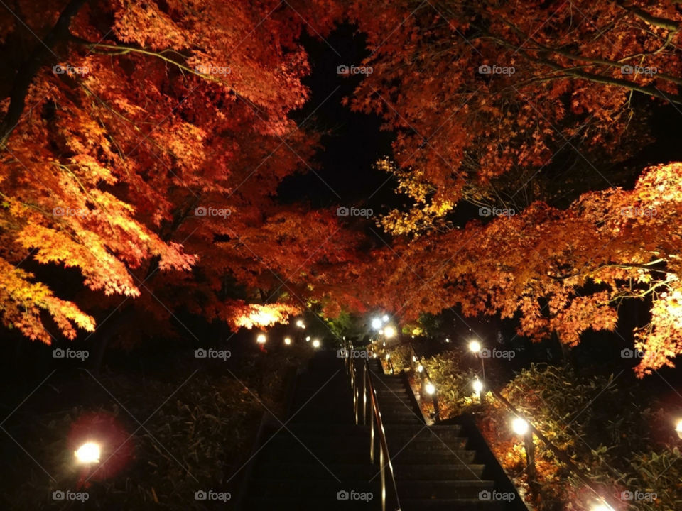 Autumn leaves at night