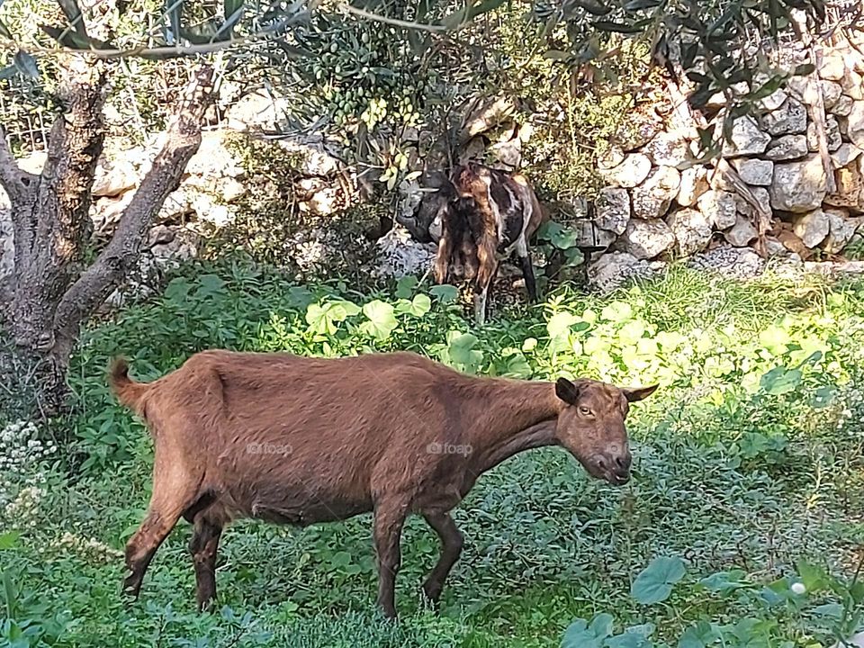 Goat Crete Greece