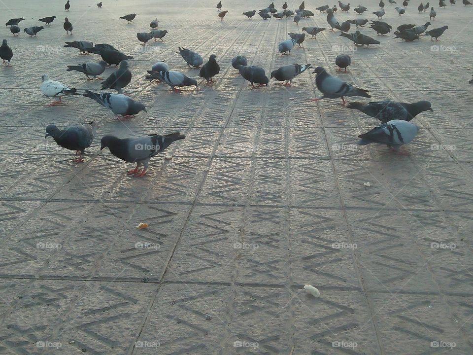 Flock of pigeons