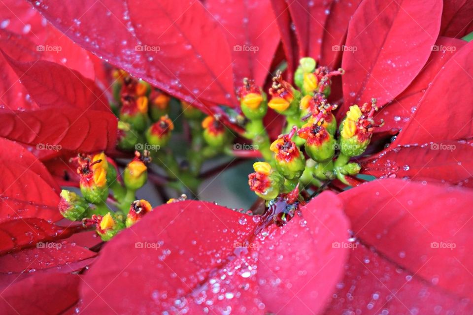 Guatemalan Poinsettia