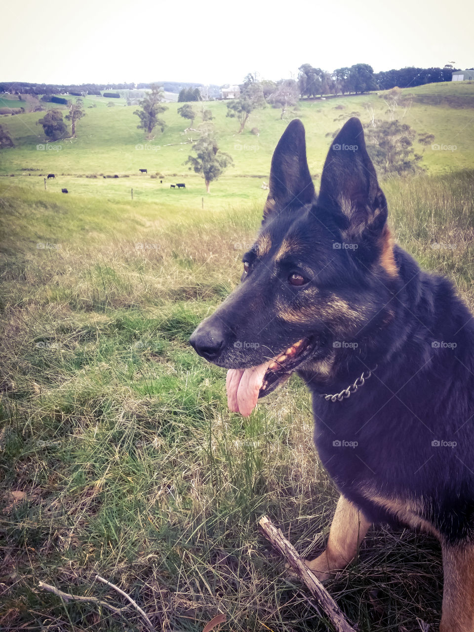 Old girl watching the paddocks.