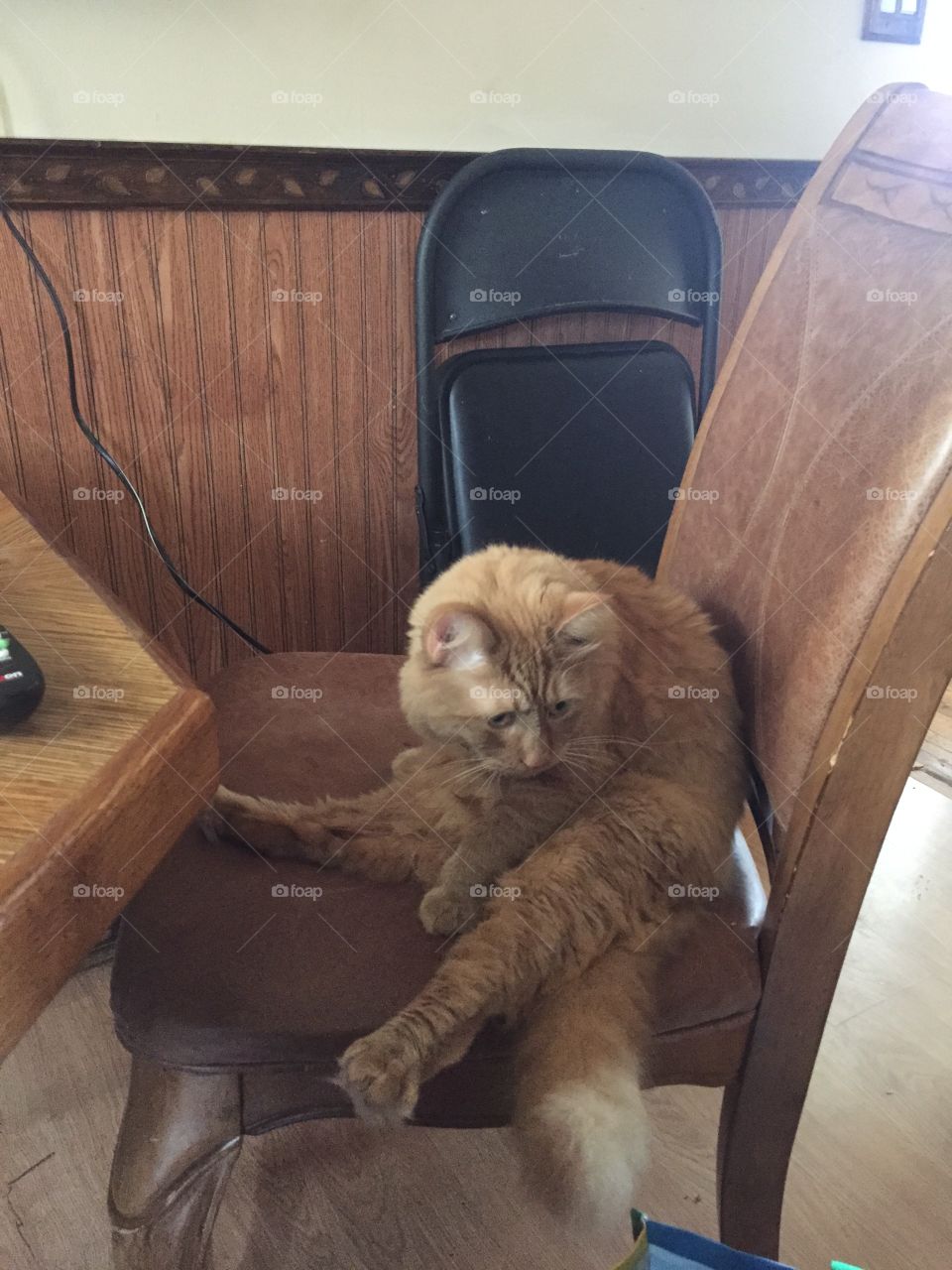 Angry cat has table manners