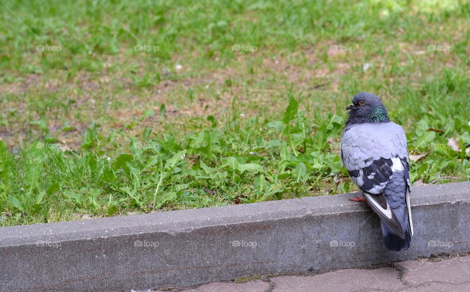 dove sitting on a street pavement summer time, minimalistic lifestyle