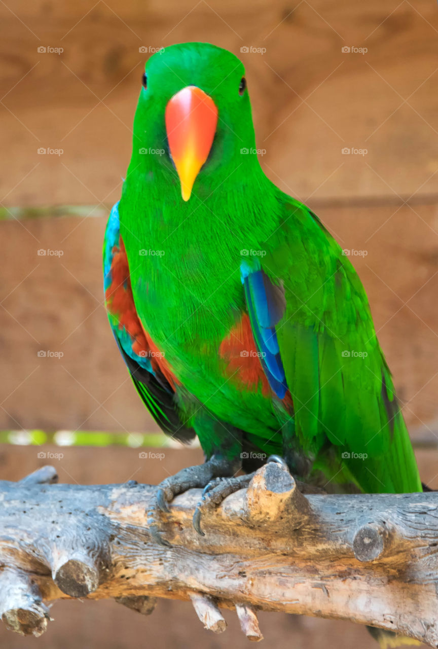 Colorful bird