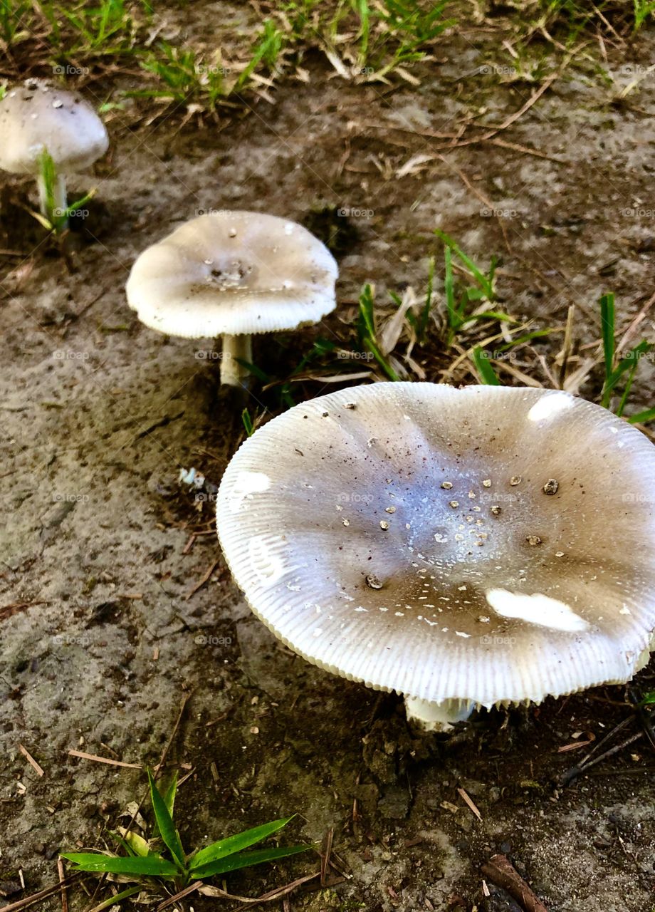 Row of sturdy white wild mushrooms 