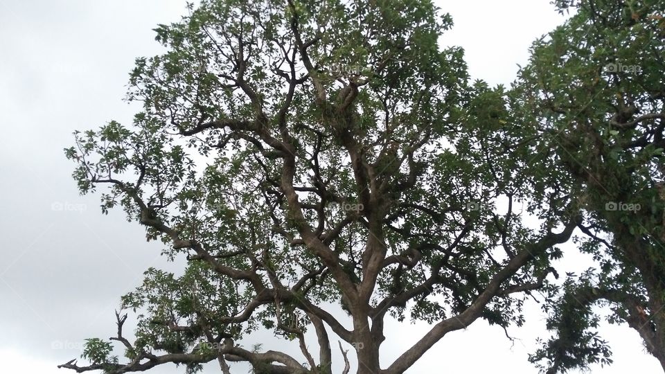 a beautiful tree in the Forest