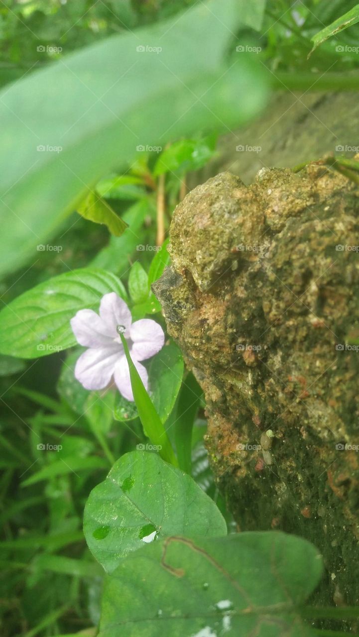 #pohotographs flower#