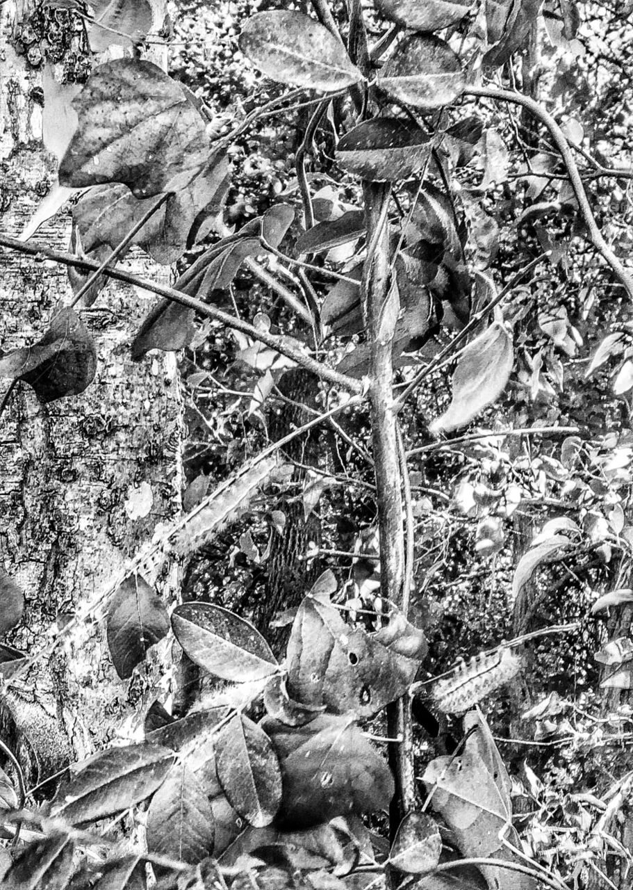 Invading a small tree