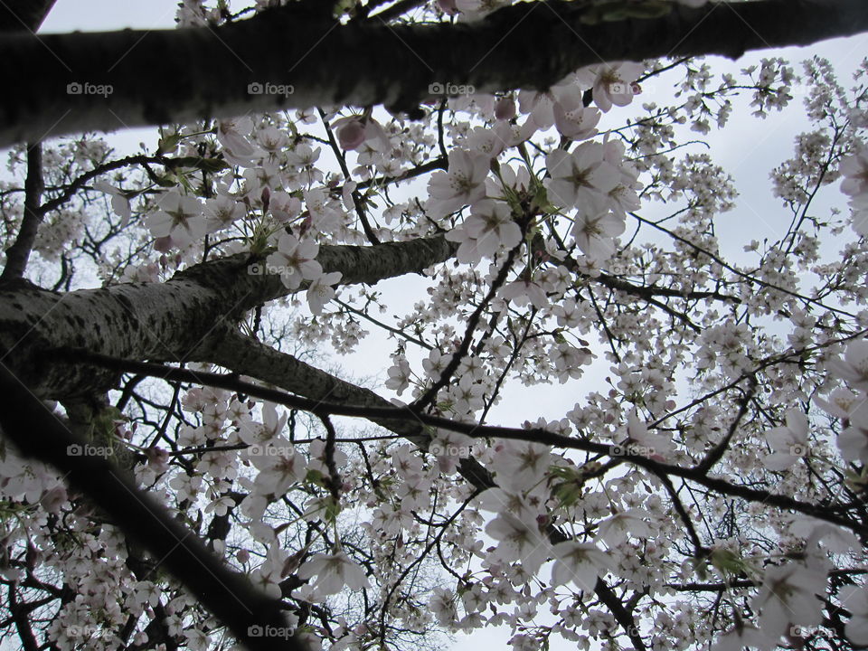 Cherry, Tree, Flower, Branch, Apple