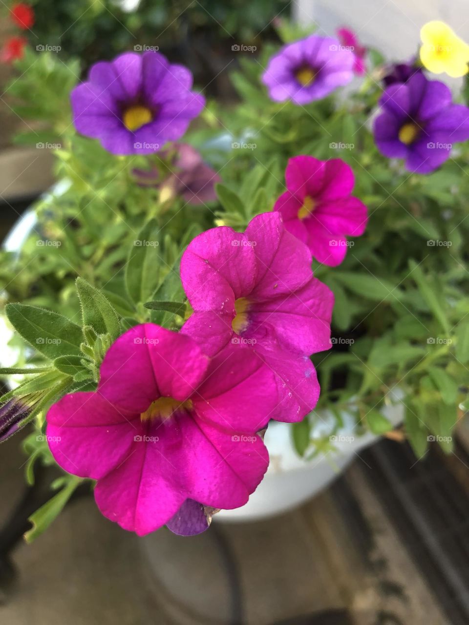 Petunias 