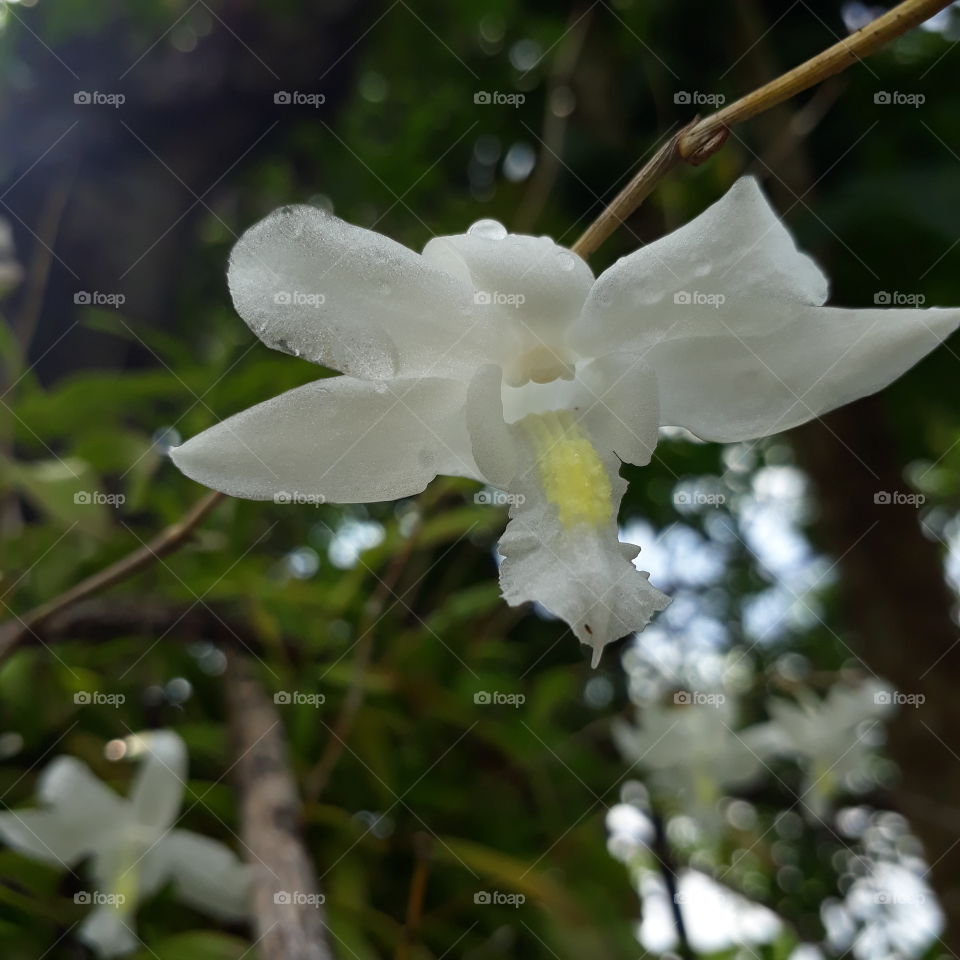 Dendrobium Crumenatum that looks like the dove flying