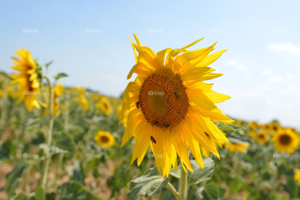 sunflower