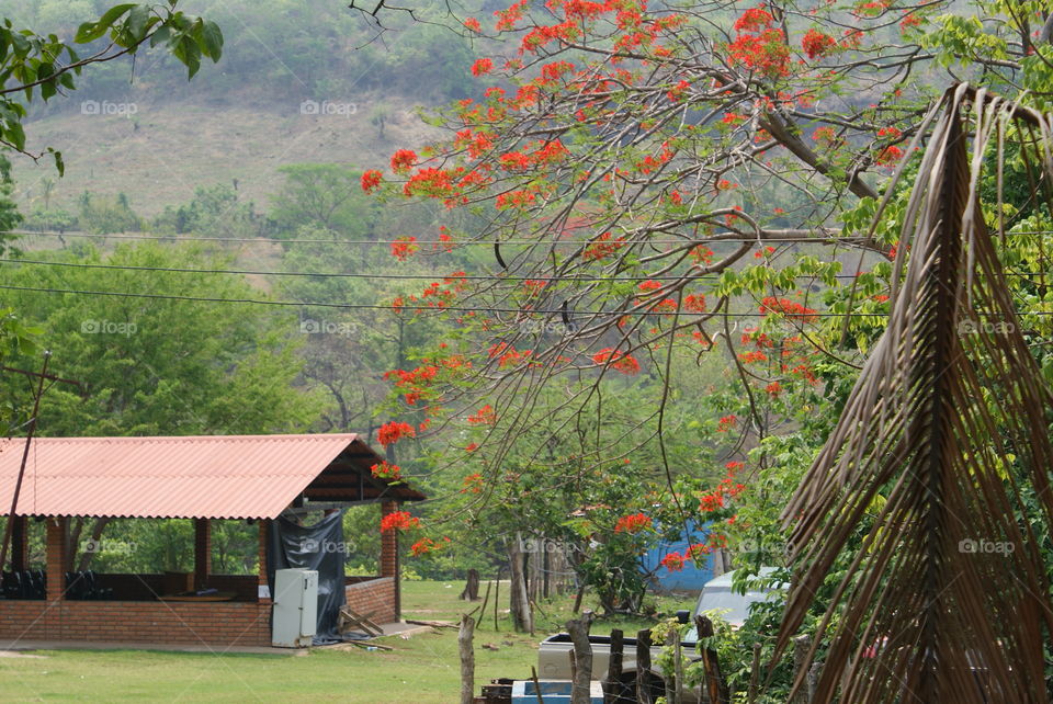 Flor de fuego