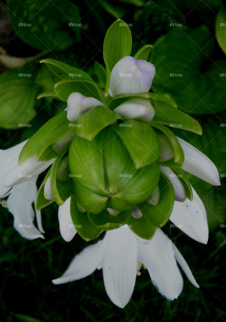 Blooming Hostas