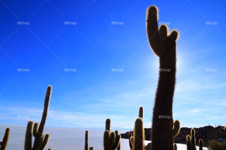 Cactus in Uyuni