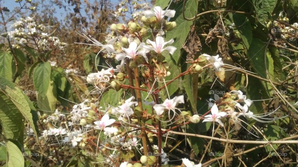 A beautiful scene of flowers plant in the forest.