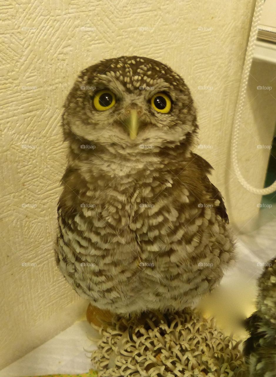 Owl petting Cafe in Ikebukuro, Japan. Only in Japan can you do stuff like this! The Owls are tame and can sit on your arm or head! 