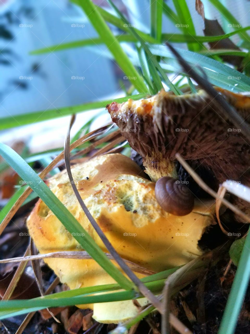 A snail snacking on a mushroom