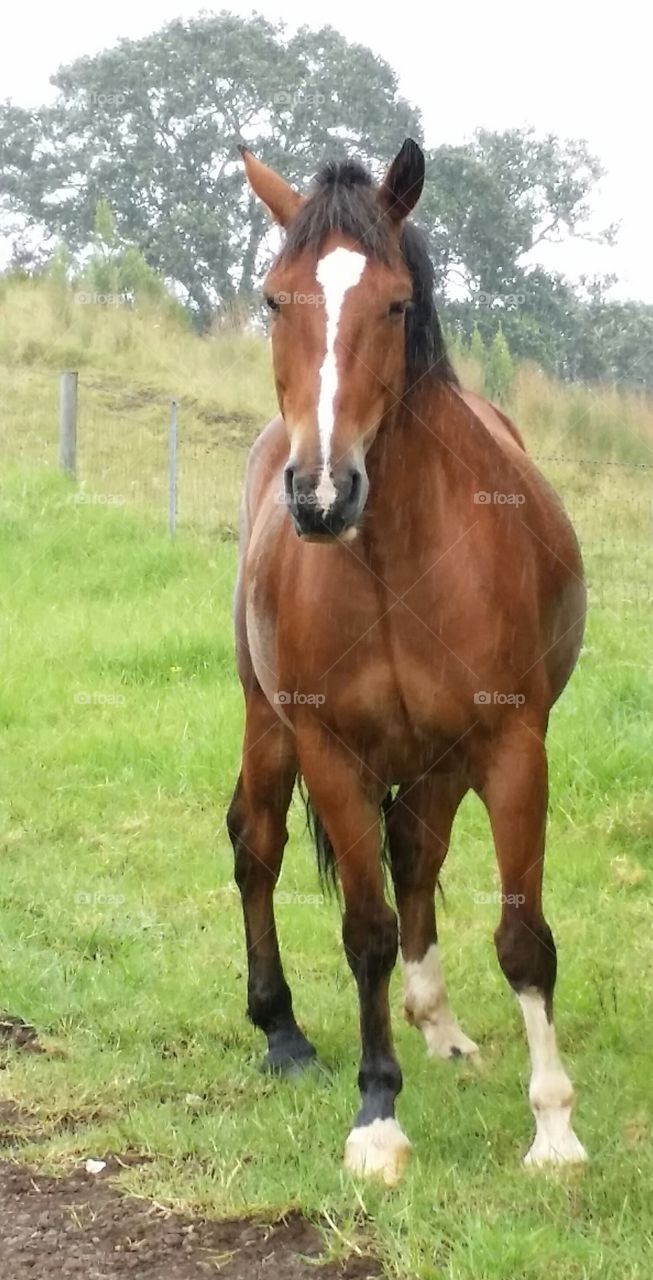 We ran into some company on our rainy hike.