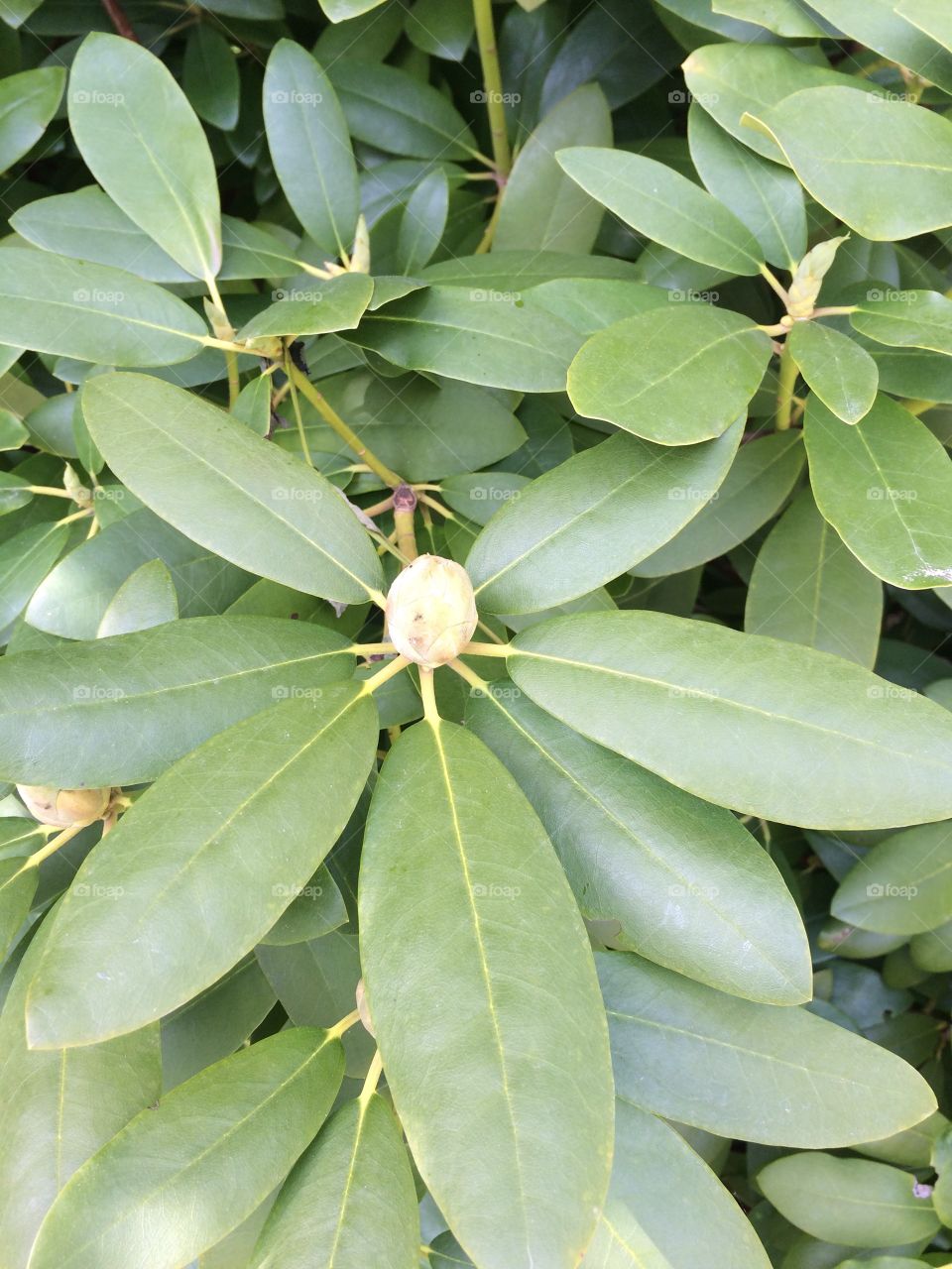 Rotodendrum bud. Rotodendrum waiting to bud