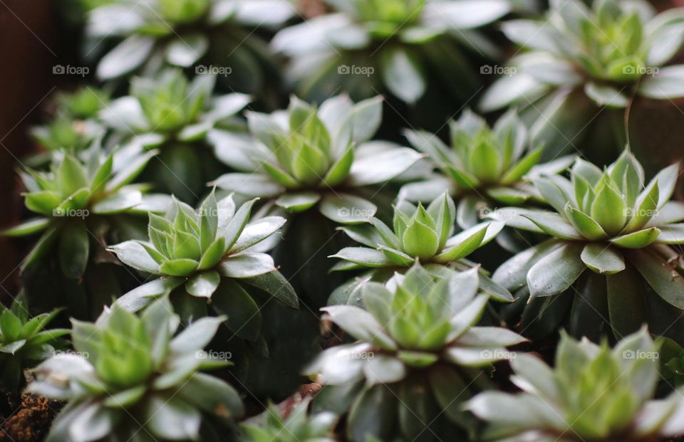 Succulentes