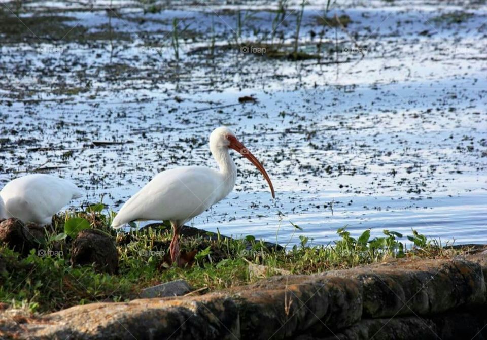 Feeding time for the ibis.