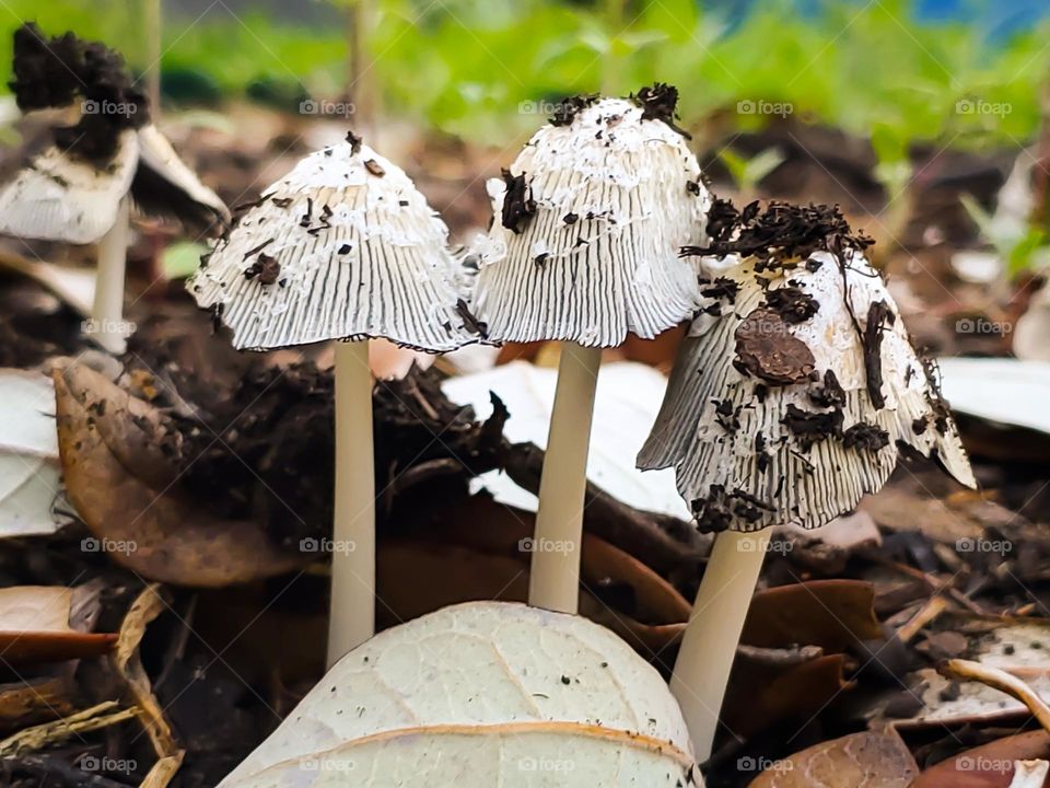 From the ground the view of three mushrooms after a rainy day.