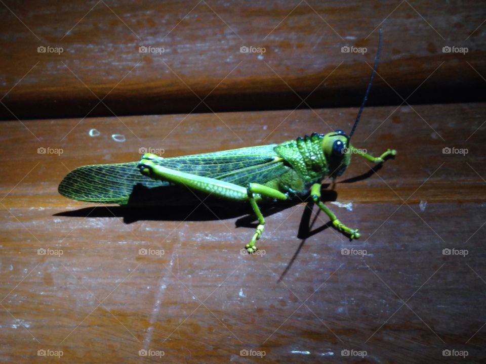 Grasshopper