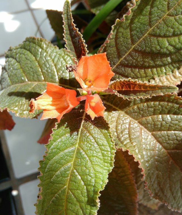 flor laranja