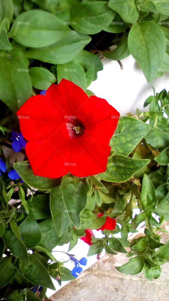 Blooming red flower in nature