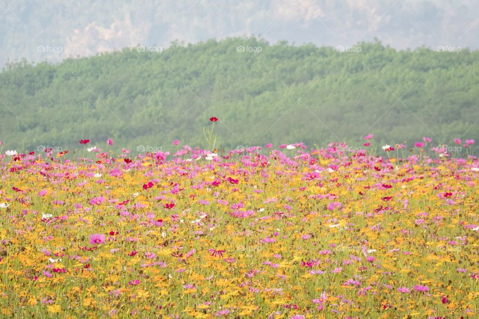 Beautiful Cosmos flowers park