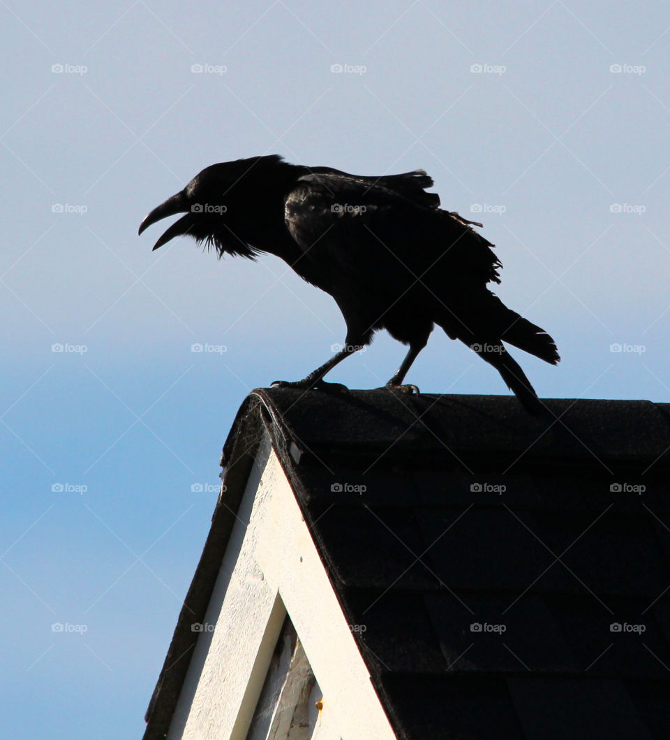 Raven on a rooftop