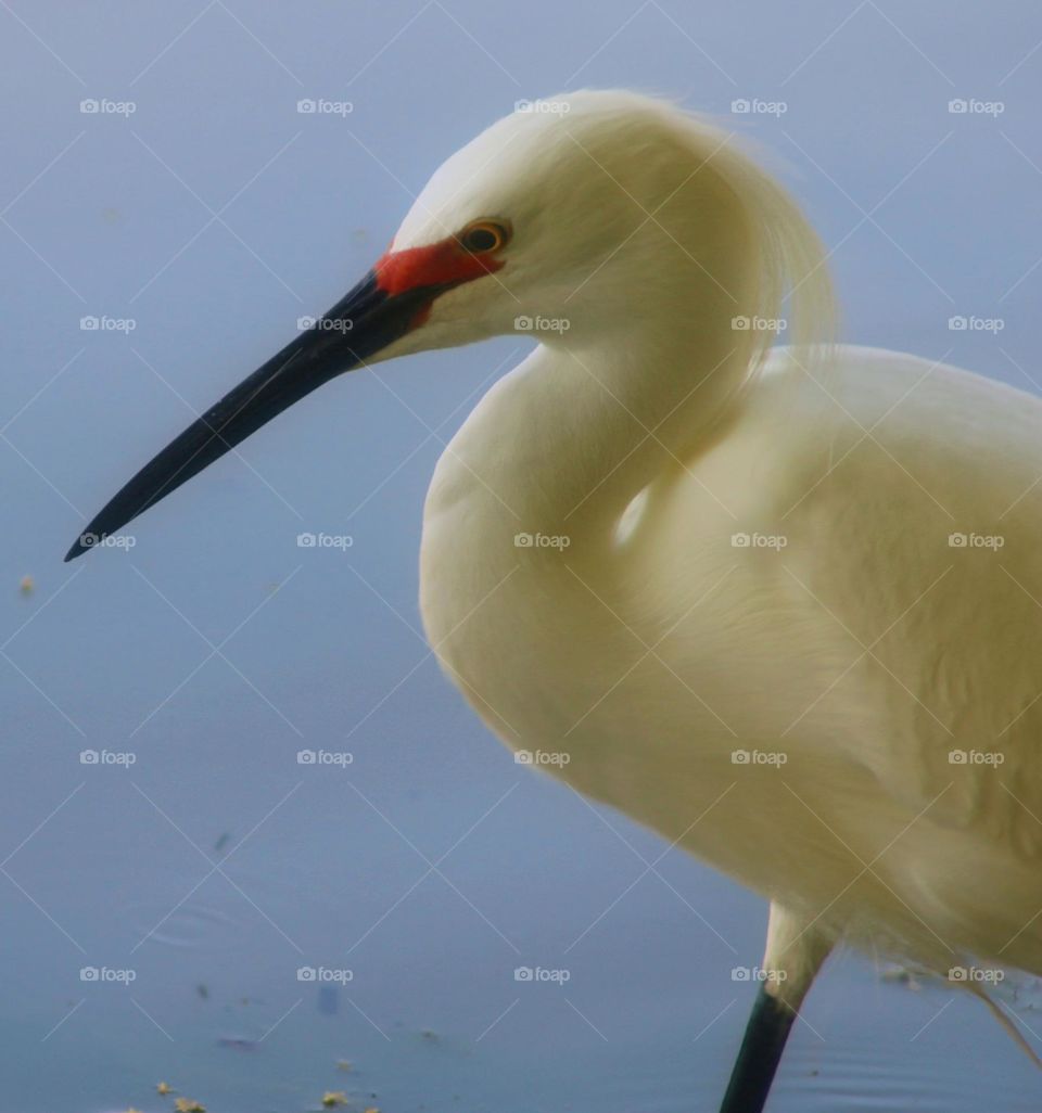 Egret in Morning Light