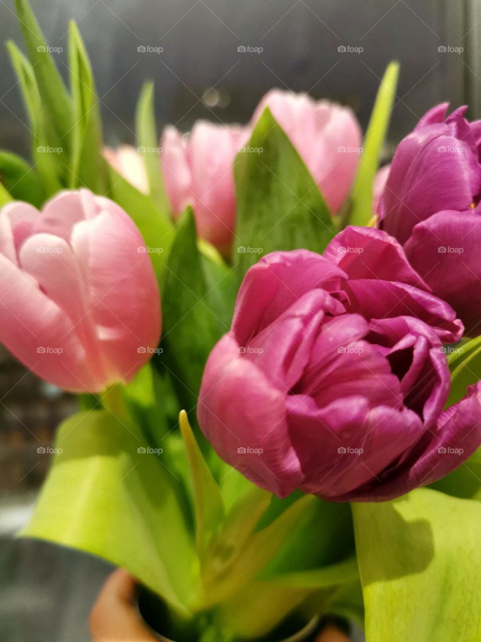 Tulips in front of the window