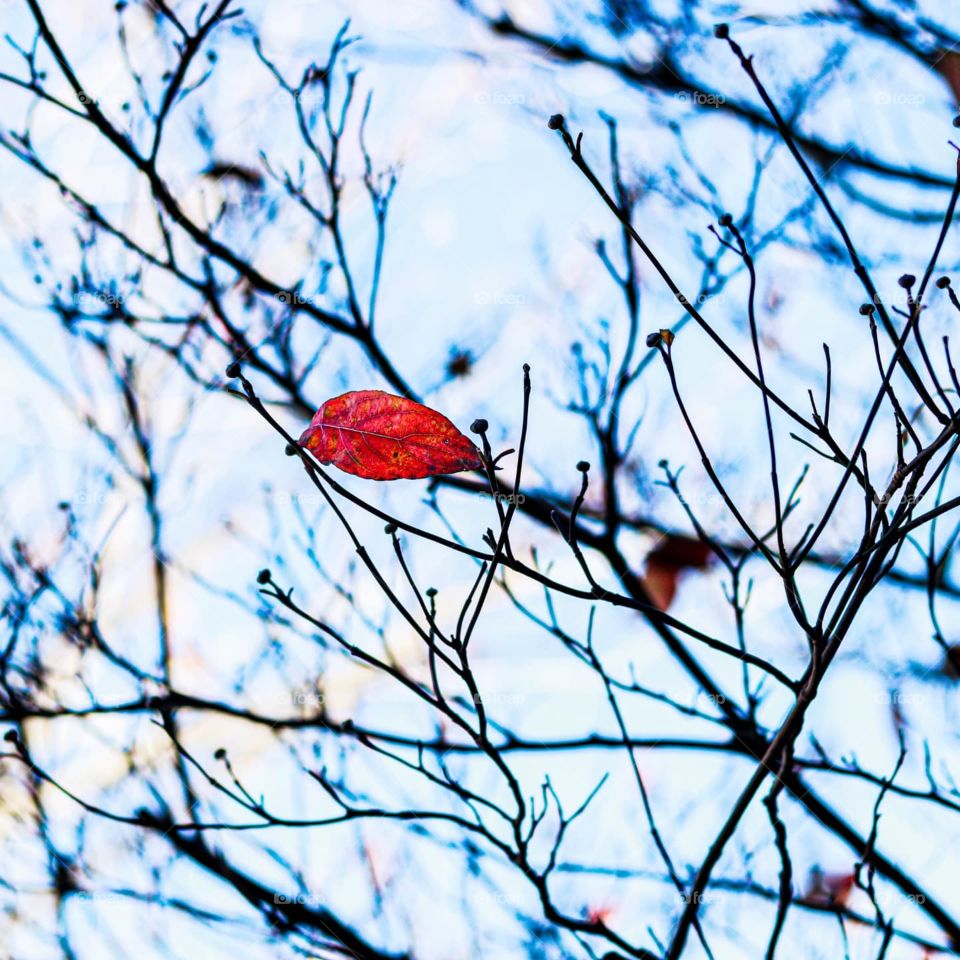 single red leaf