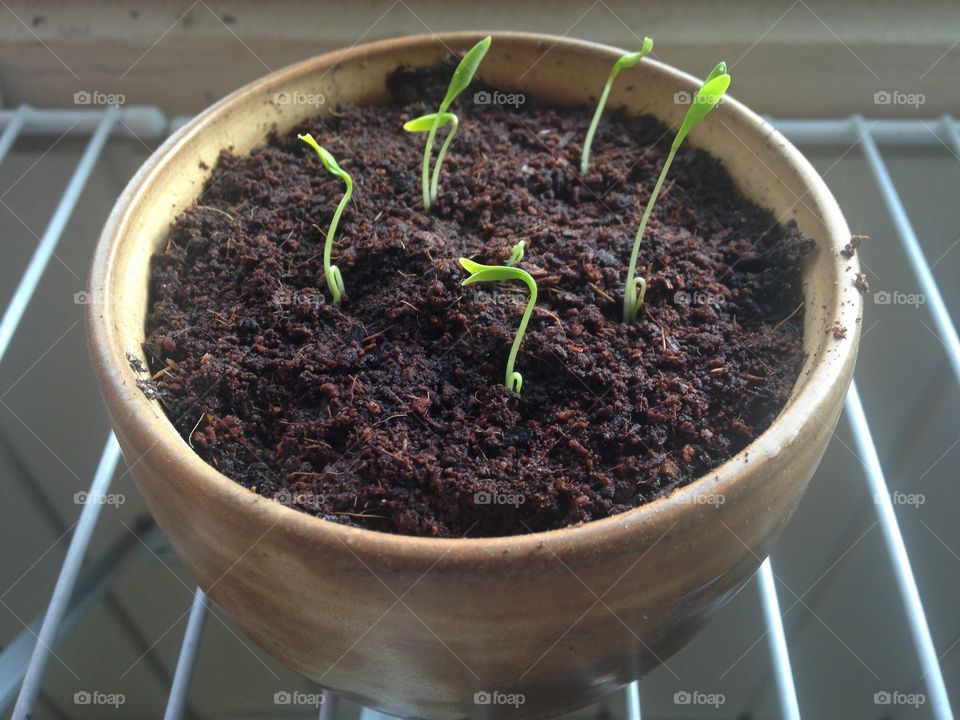 Cilantro germinating.