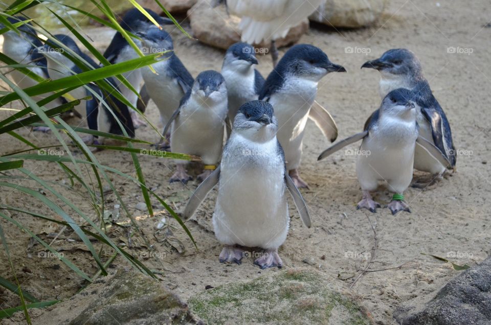 Small penguins 