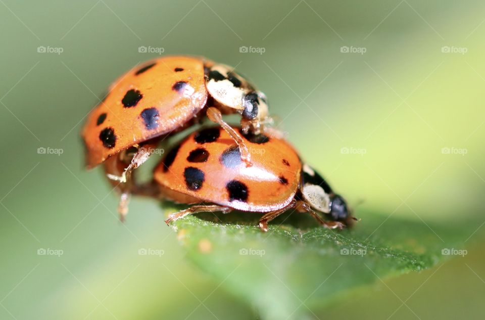 Mating ladybugs, First sign of spring 