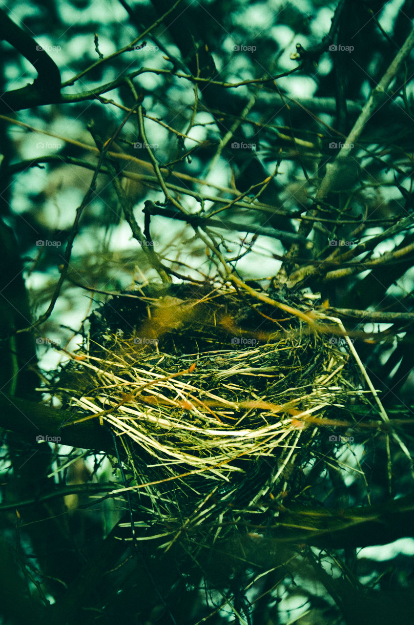 Close-up of bird's nest