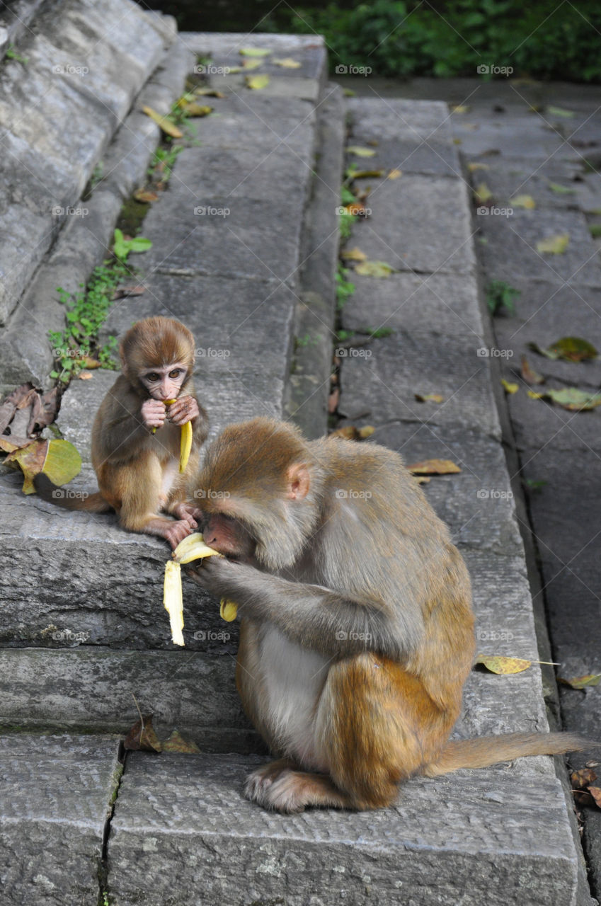 monkey family eating banana in Kathmandu