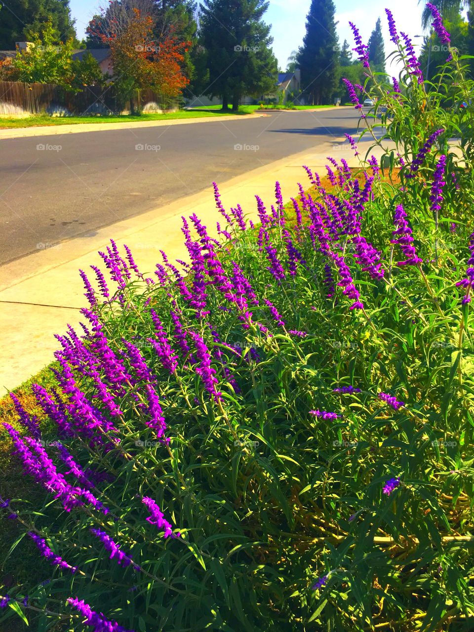 
Lindas flores moradas 