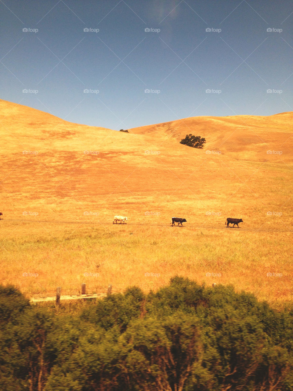 COWS IN YELLOW FIELD