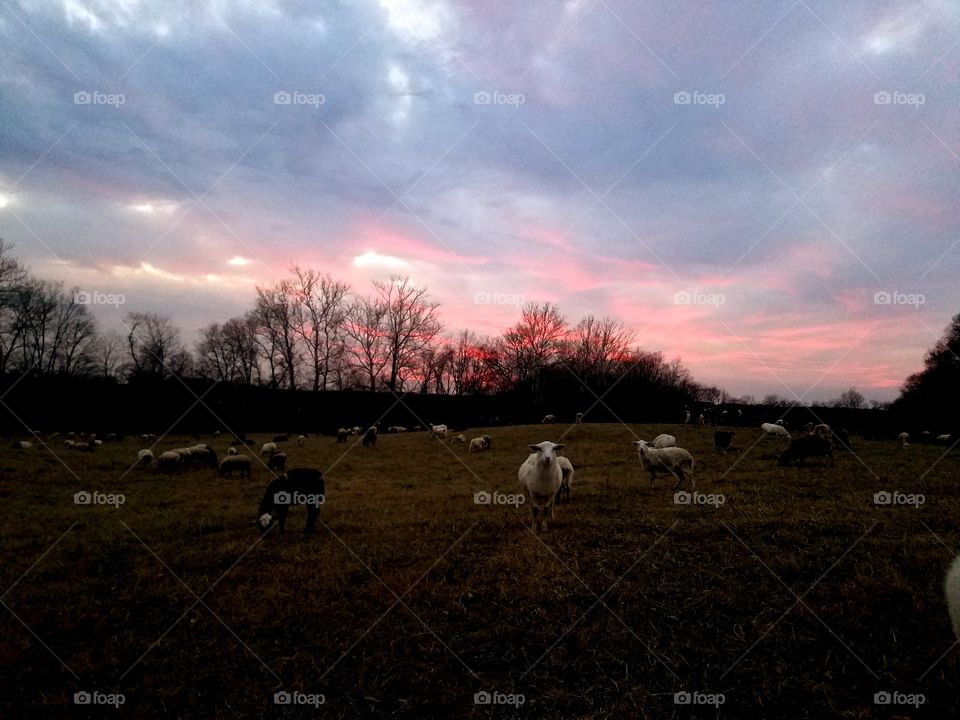 Sheep, No Person, Evening, Sunset, Dawn